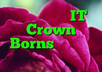 در حین بحران IT Crown Borns برای دفتر خانه راهنمایی کنید