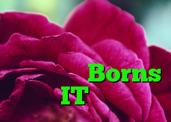 نرم افزار مخرب برنامه ای برای ردیابی ویروس های تاج در Borns IT است